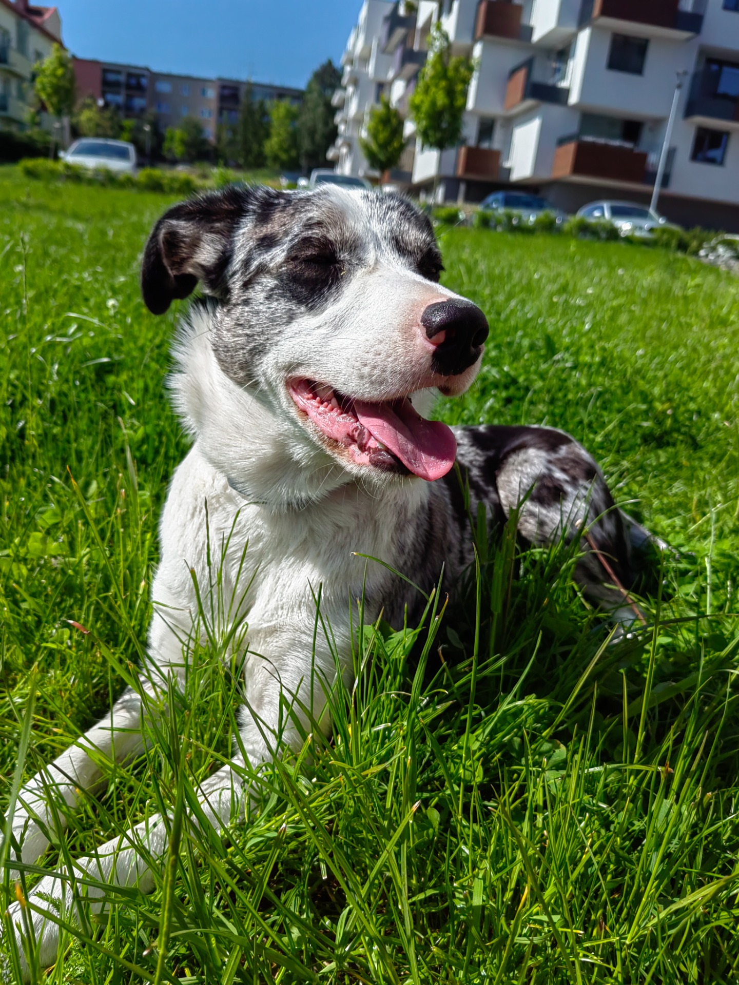 Elli❤️ Border kolie krátkosrstá merle